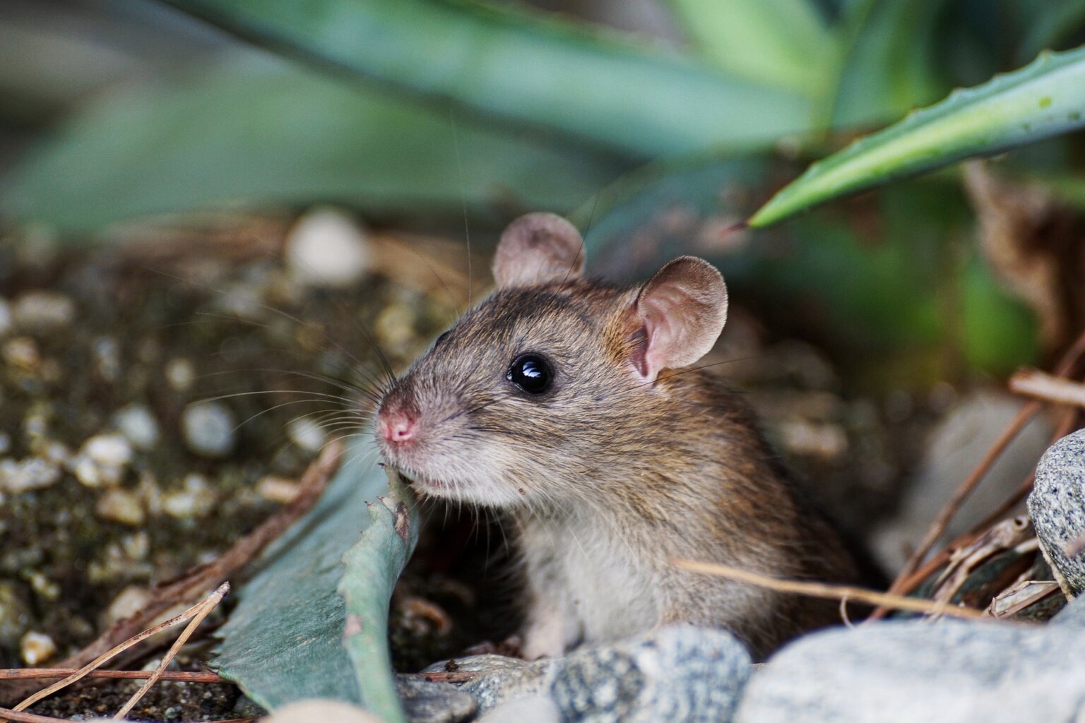 humane mouse removal: 9 steps for a rodent-free home | peta2