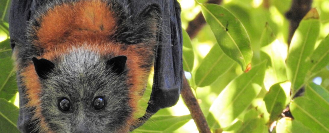 bat looking to camera while hanging in a tree