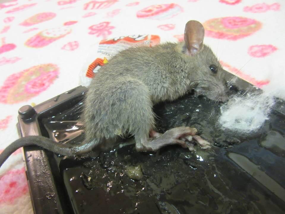 How to Remove a Live Mouse from a Sticky Trap (with Pictures)
