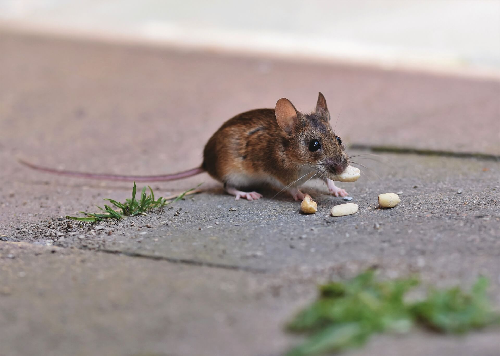 https://www.peta2.com/wp-content/uploads/2023/02/mouse-on-a-sidewalk-eating-peanuts.jpg