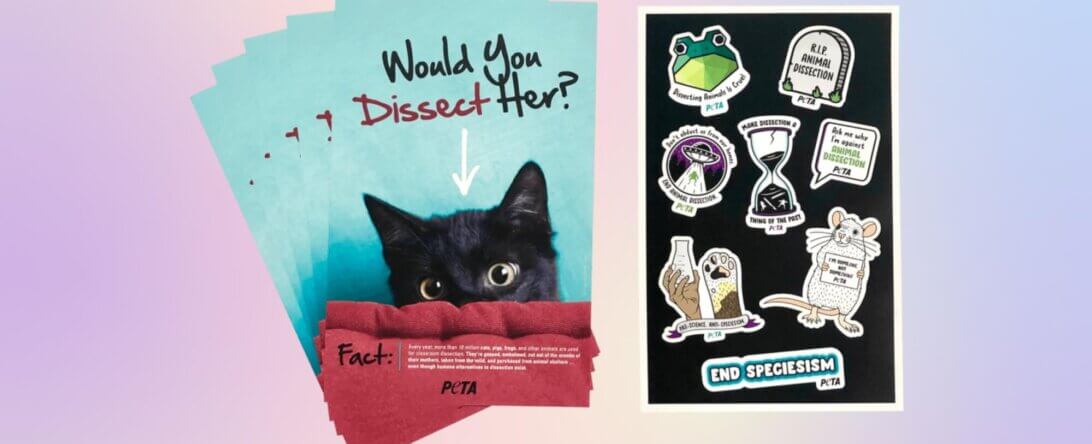 Image of anti-dissection leaflets and sticker sheet