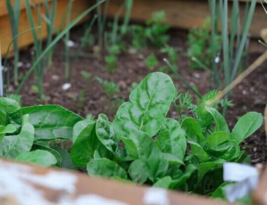 Image from unsplash of an urban vegetable garden