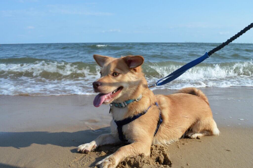 Image from Faith R. of her dog at the beach