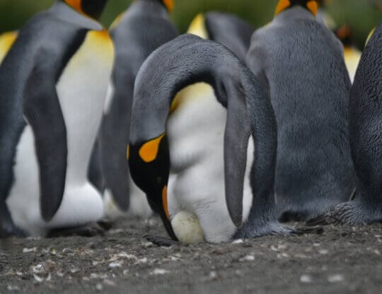 Image from Unsplash of an emperor penguin and his egg