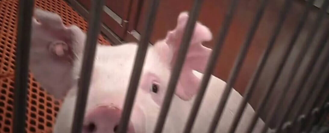 Image of a pig from PETA's OHSU AA