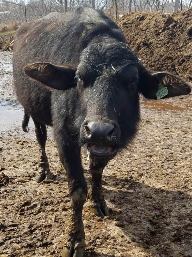 PETA-owned image of a water buffalo from https://investigations.peta.org/ontario-water-buffalo-company/