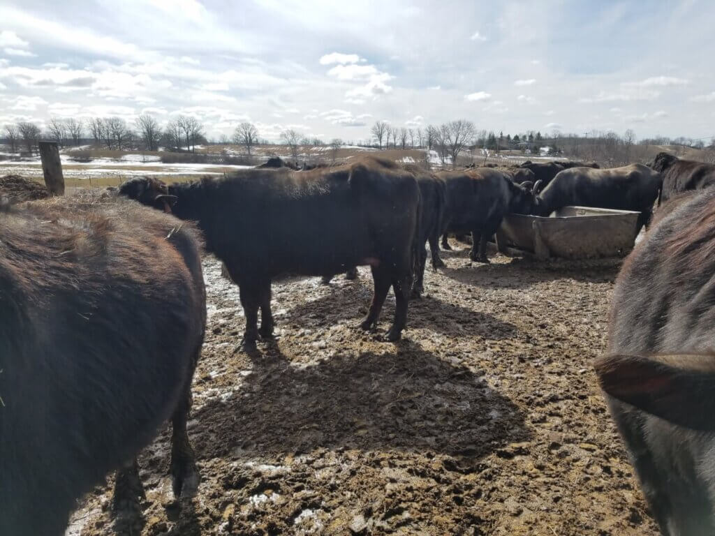 PETA-owned, no credit required, obtained from PETA-owned image of a water buffalo from https://investigations.peta.org/ontario-water-buffalo-company/