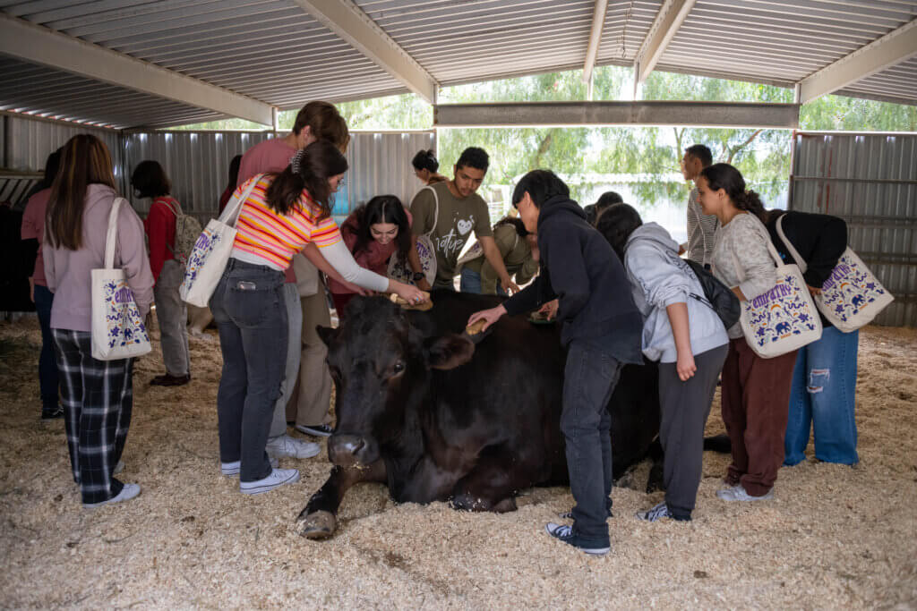 Large group petting cow at Gentle Barn with Empathy tote bags.