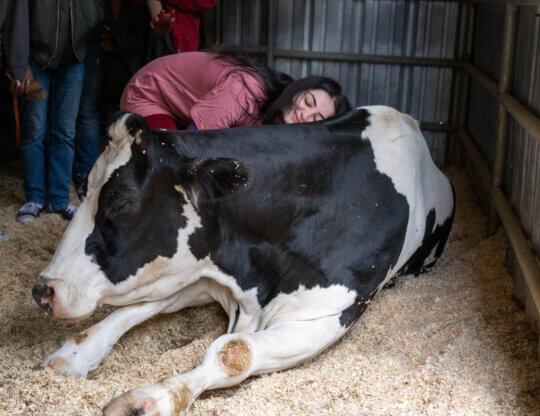 Student hugging cow at Gentle Barn