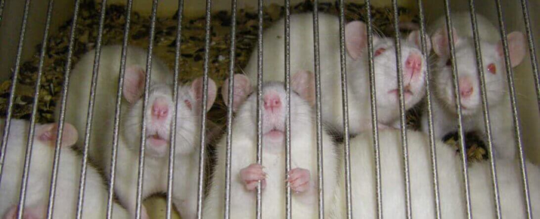 Image of rats for sunscreen testing from https://support.peta.org/page/58800/petition/1?locale=en-US