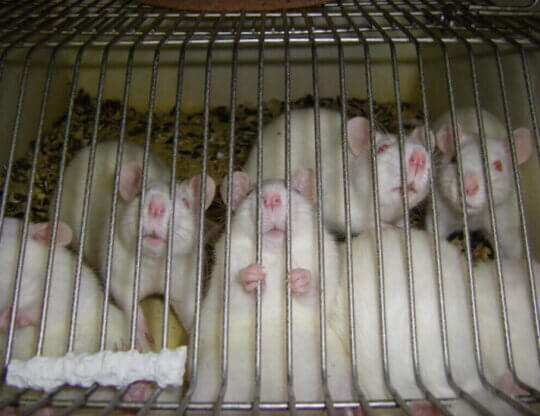 Image of rats for sunscreen testing from https://support.peta.org/page/58800/petition/1?locale=en-US