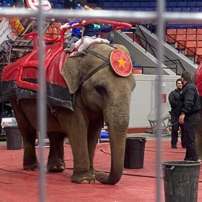 PETA-owned image of an elephant ride for the Carden Circus featured image