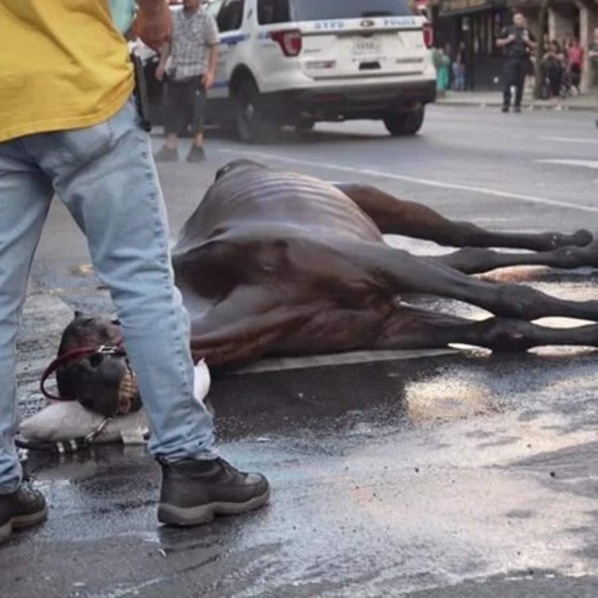 PETA-owned image of a collapsed horse for horse-drawn carriages feature