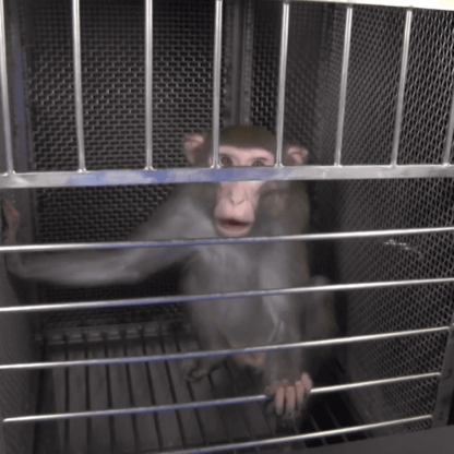 PETA-owned image of a monkey in a cage for undercover investigator featured image