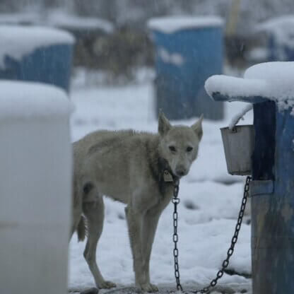 PETA-owned image for the Iditarod featured image from https://headlines.peta.org/iditarod-race-will-leave-you-outraged/