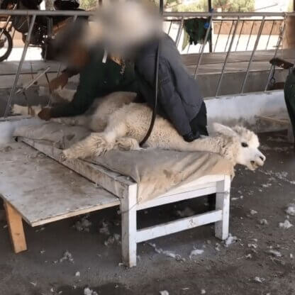 PETA-owned image for the GreaterGood featured image from https://investigations.peta.org/alpaca-wool-abuse/