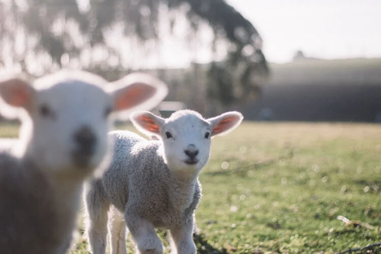 PETA-owned image for the baby animals article from https://www.peta.org.au/issues/food/truth-sheep-food/
