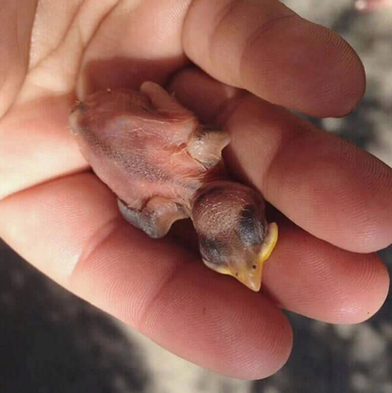 PETA-owned image from https://www.peta.org/action/how-to-save-baby-birds/ for the baby bird mission