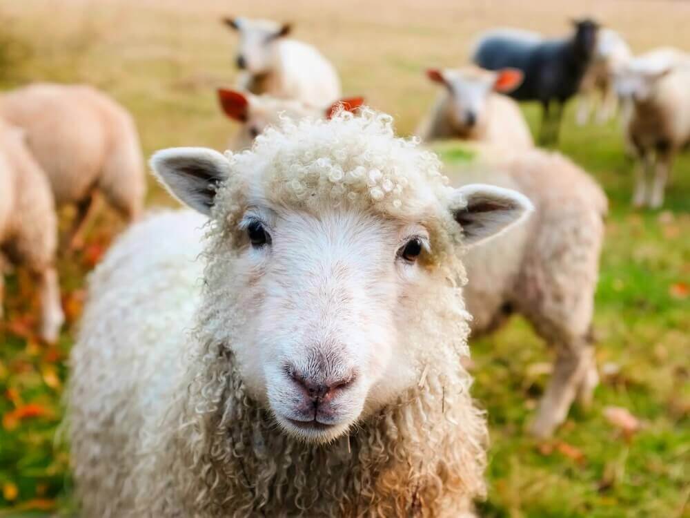 PETA-owned image from https://www.peta.org/features/wool/ for the lanolin article