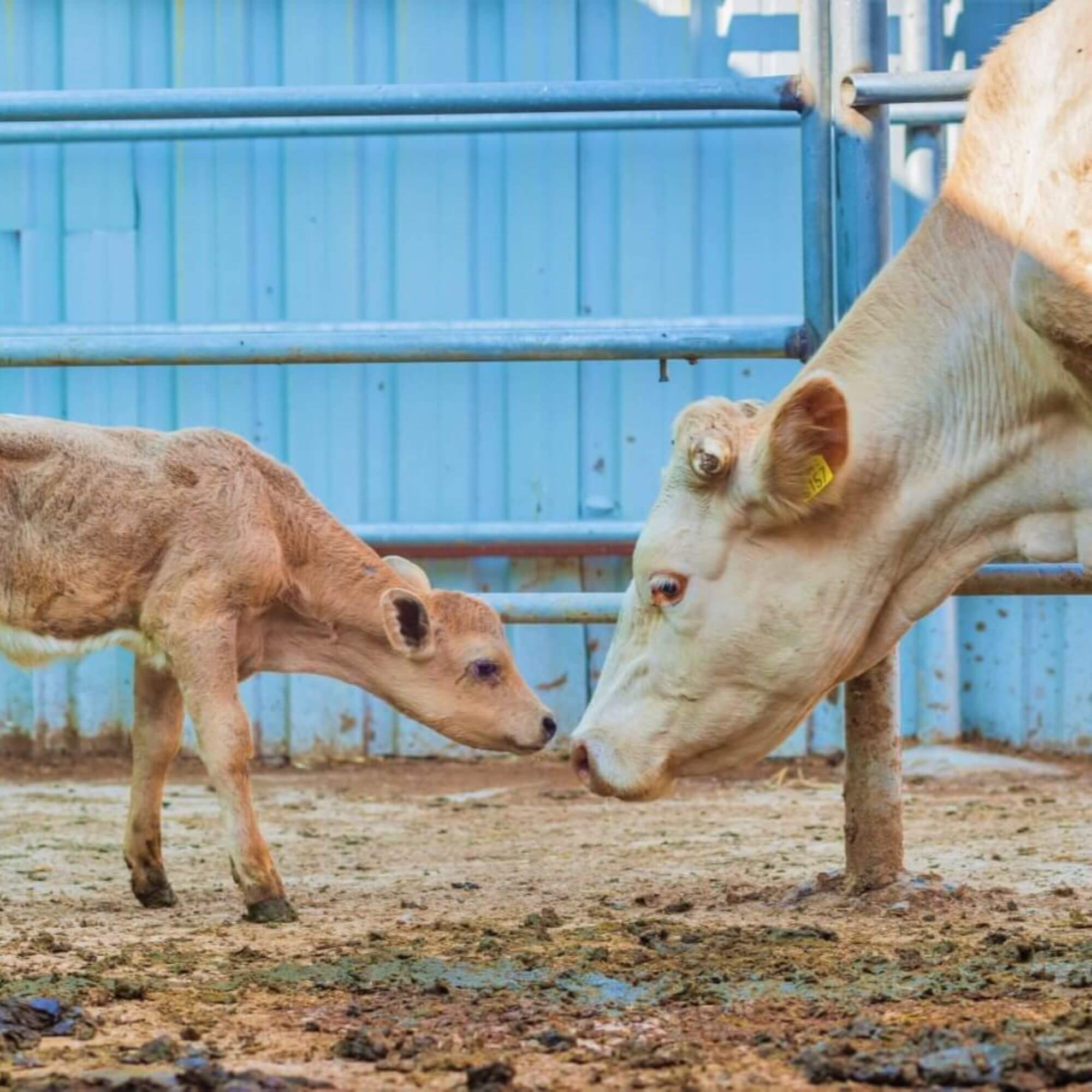 PETA-owned image for the sustainable animal agriculture article from https://www.peta.org/features/is-regenerative-agriculture-humane-and-sustainable/#foobox-2/0/cow-expectation-reality-v3-scaled.jpg