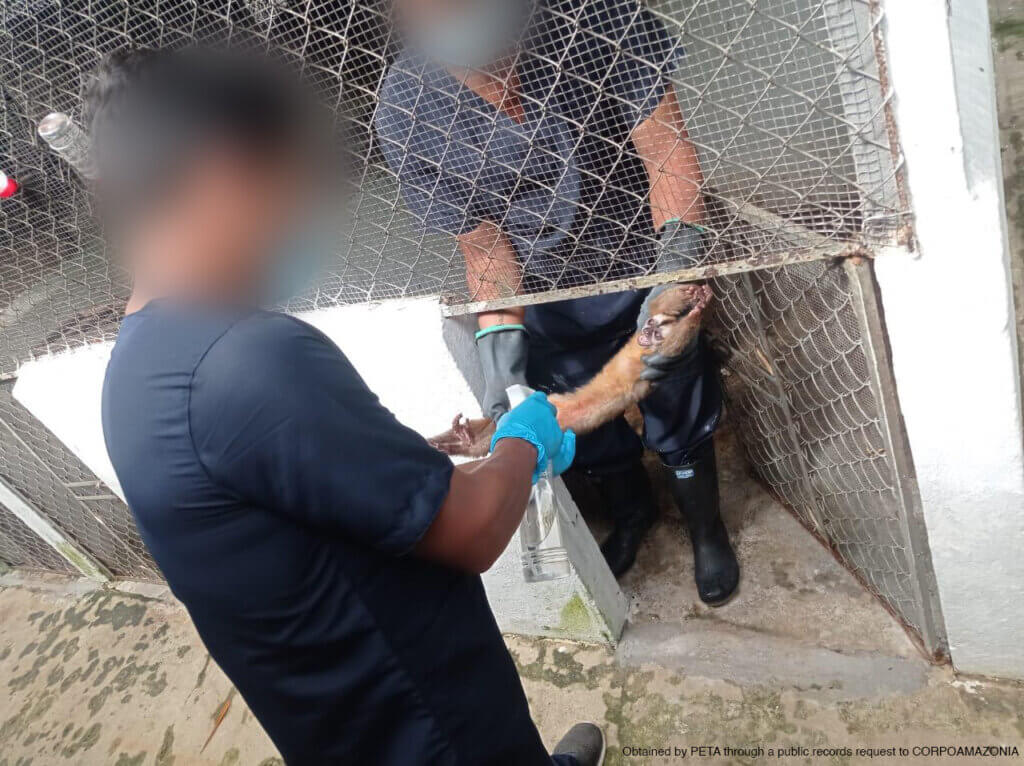 PETA-owned imaged for the Colombian laboratory mission from https://www.petaav.com/4broadcast/colombia-fidic-photos/images/fidic-4-distressed-monkey-held-by-men-enclosure.html
