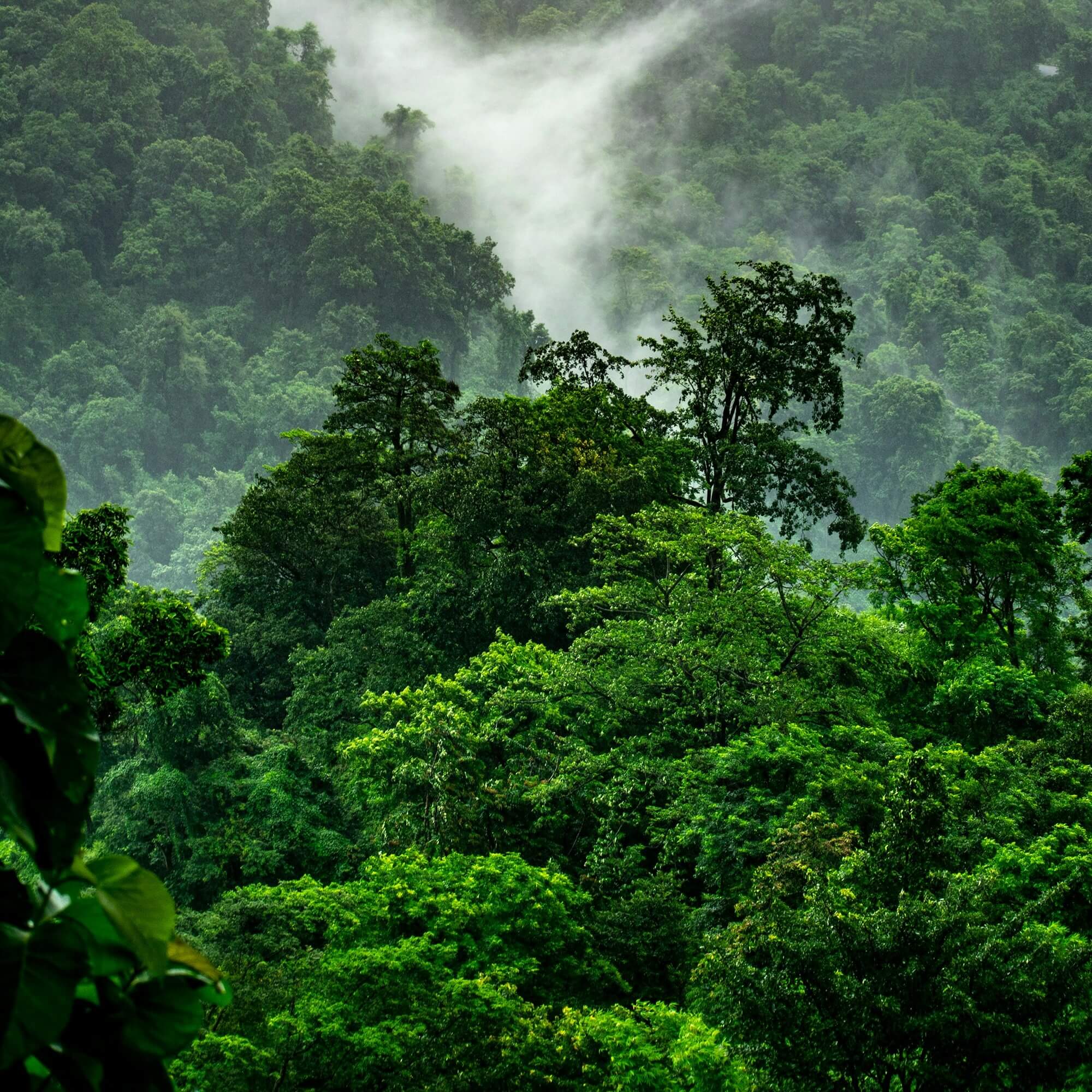 Image from Unsplash for the animal agriculture rainforests article