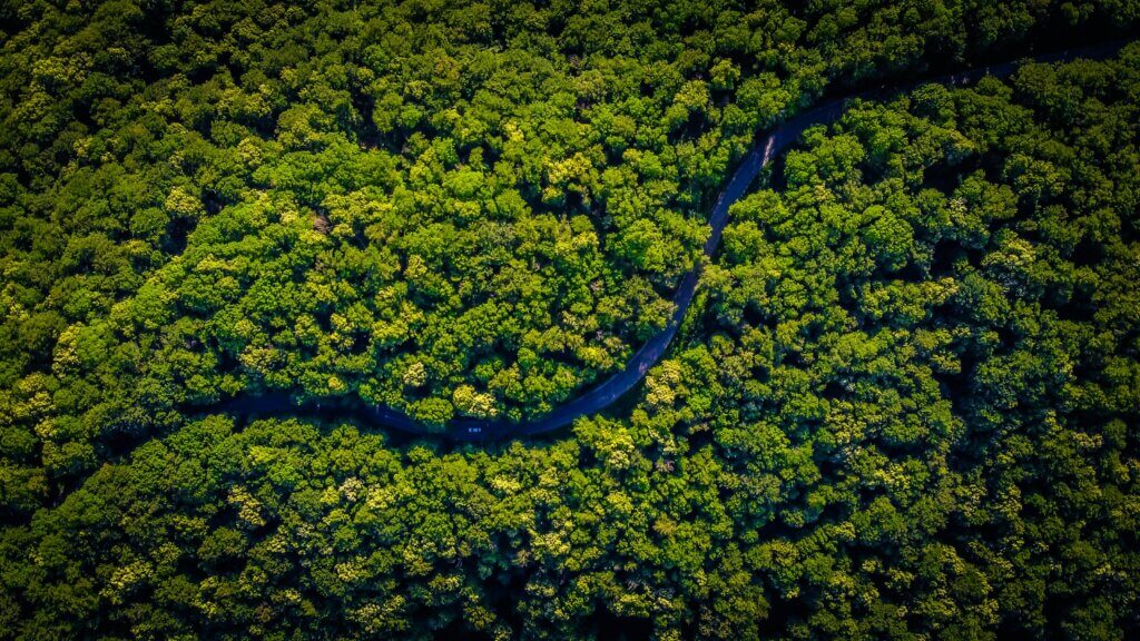 Image from Unsplash for the animal agriculture rainforests article