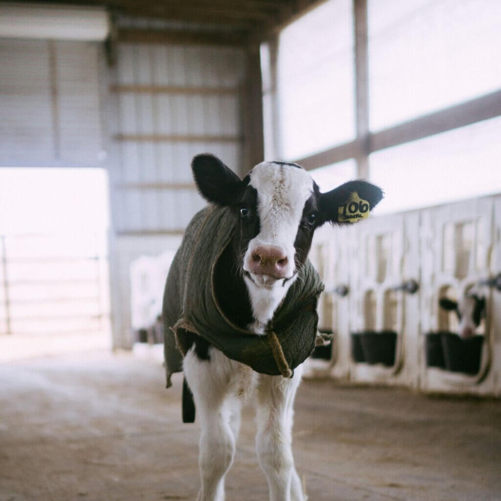 Image from Unsplash for the baby cows calf mission