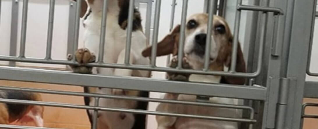 PETA-owned image for the dogs factory farmed featured image from https://investigations.peta.org/dog-beagle-breeding-mill-envigo/
