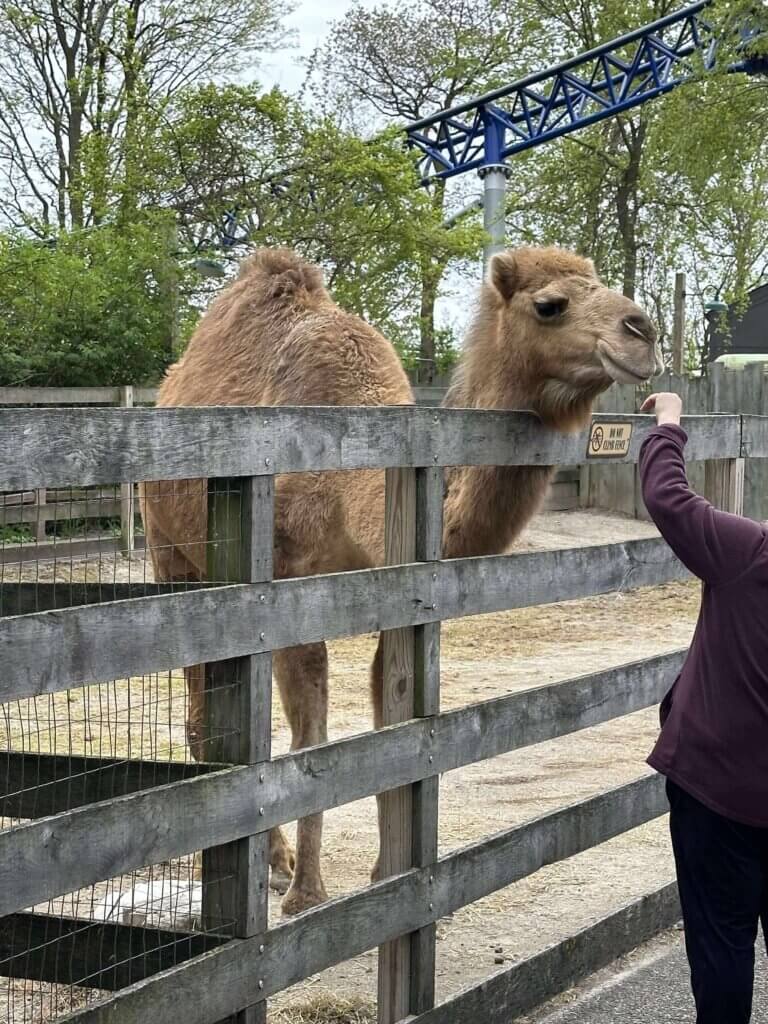 PETA-owned image for the Cedar Point mission