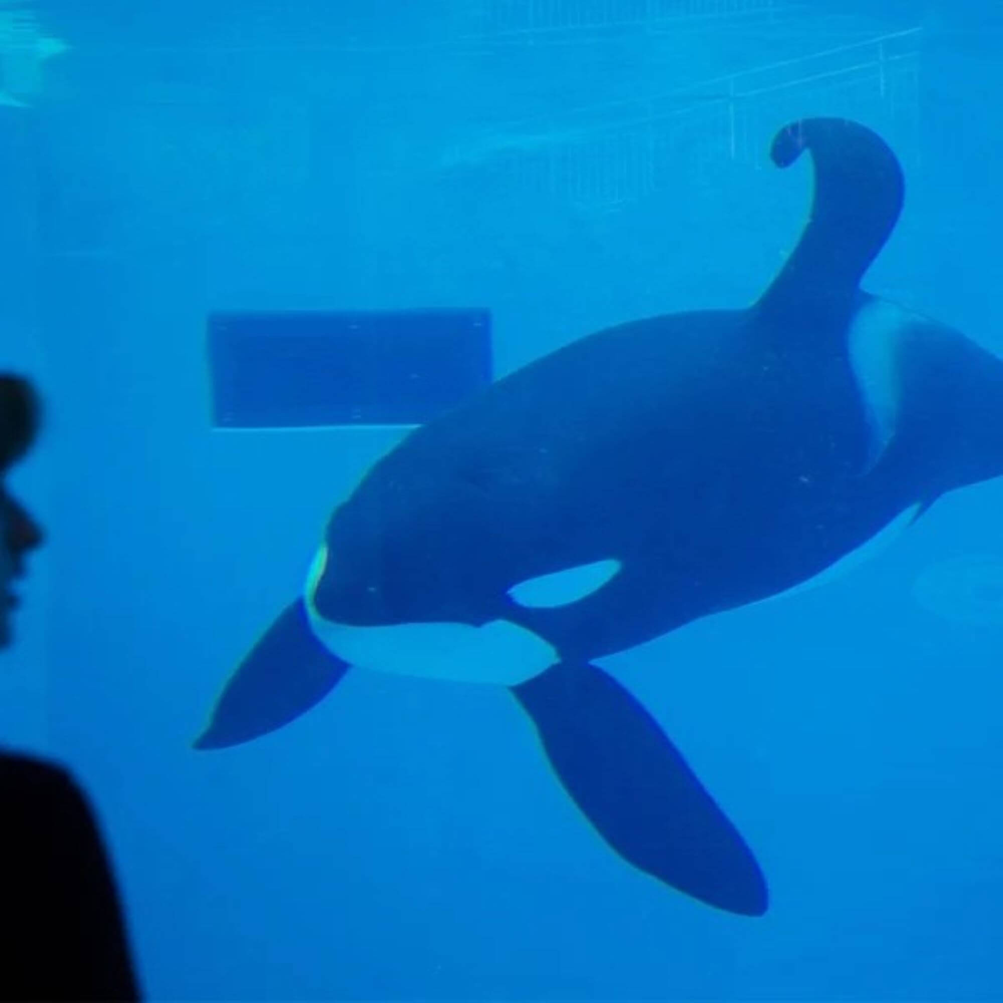 mission: share these postcards to expose seaworld | peta2