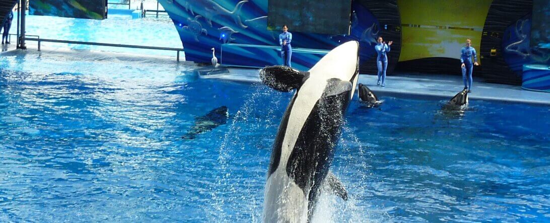 seaworld, orca