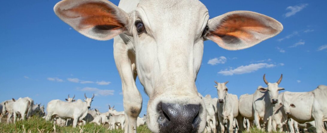 White cow with big ears looking at camera