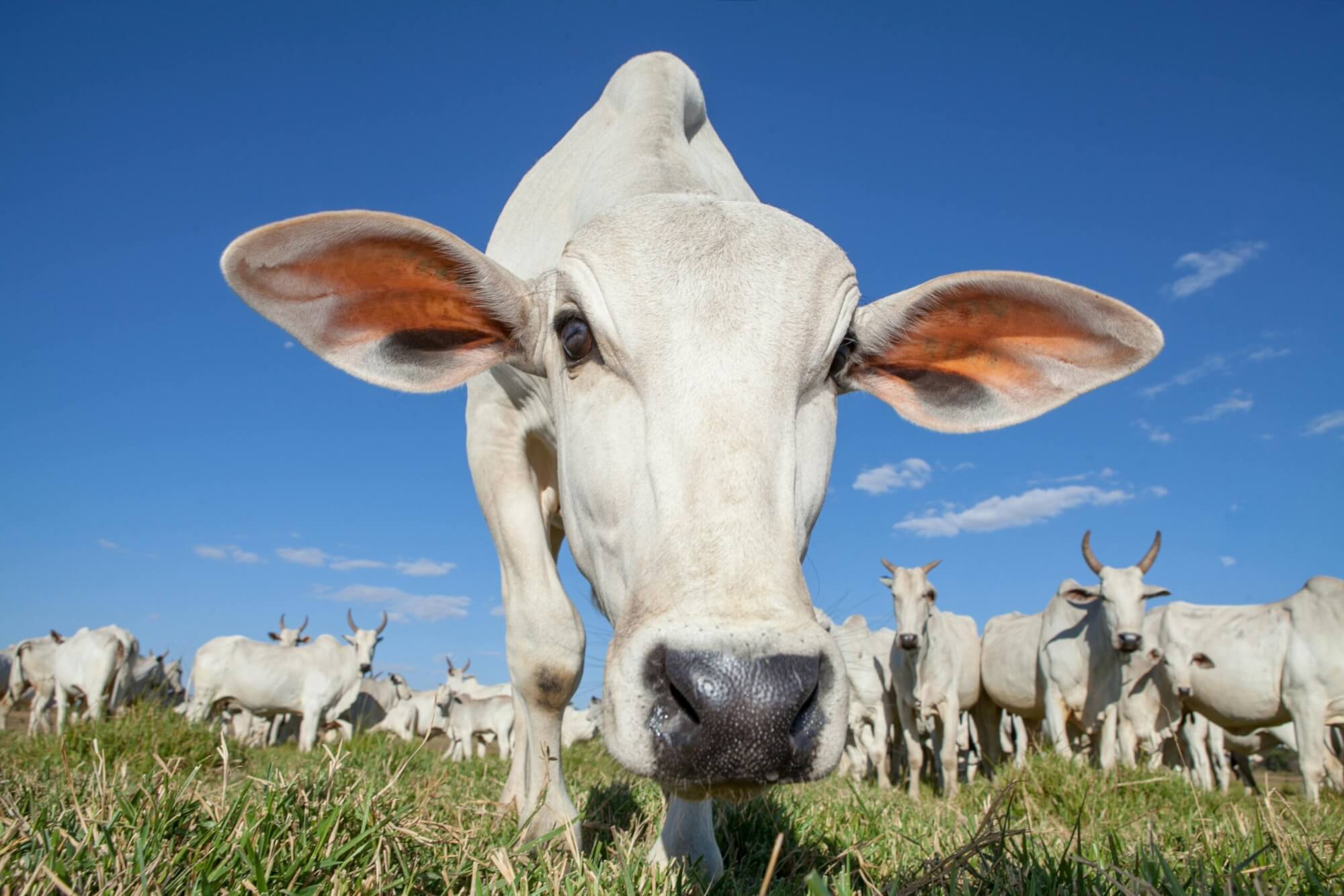 White cow with big ears looking at camera