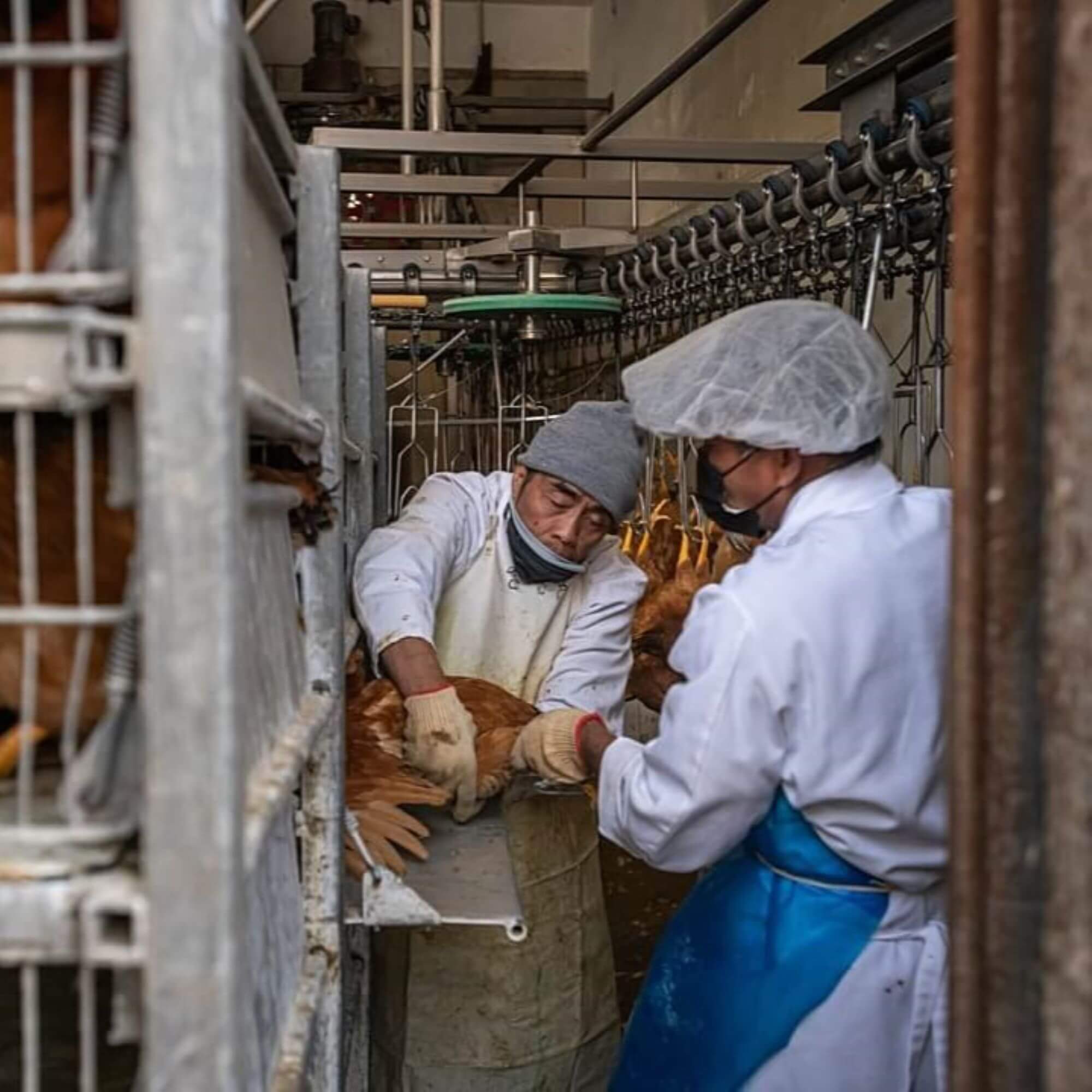 Image from We Animals for the slaughterhouse workers article