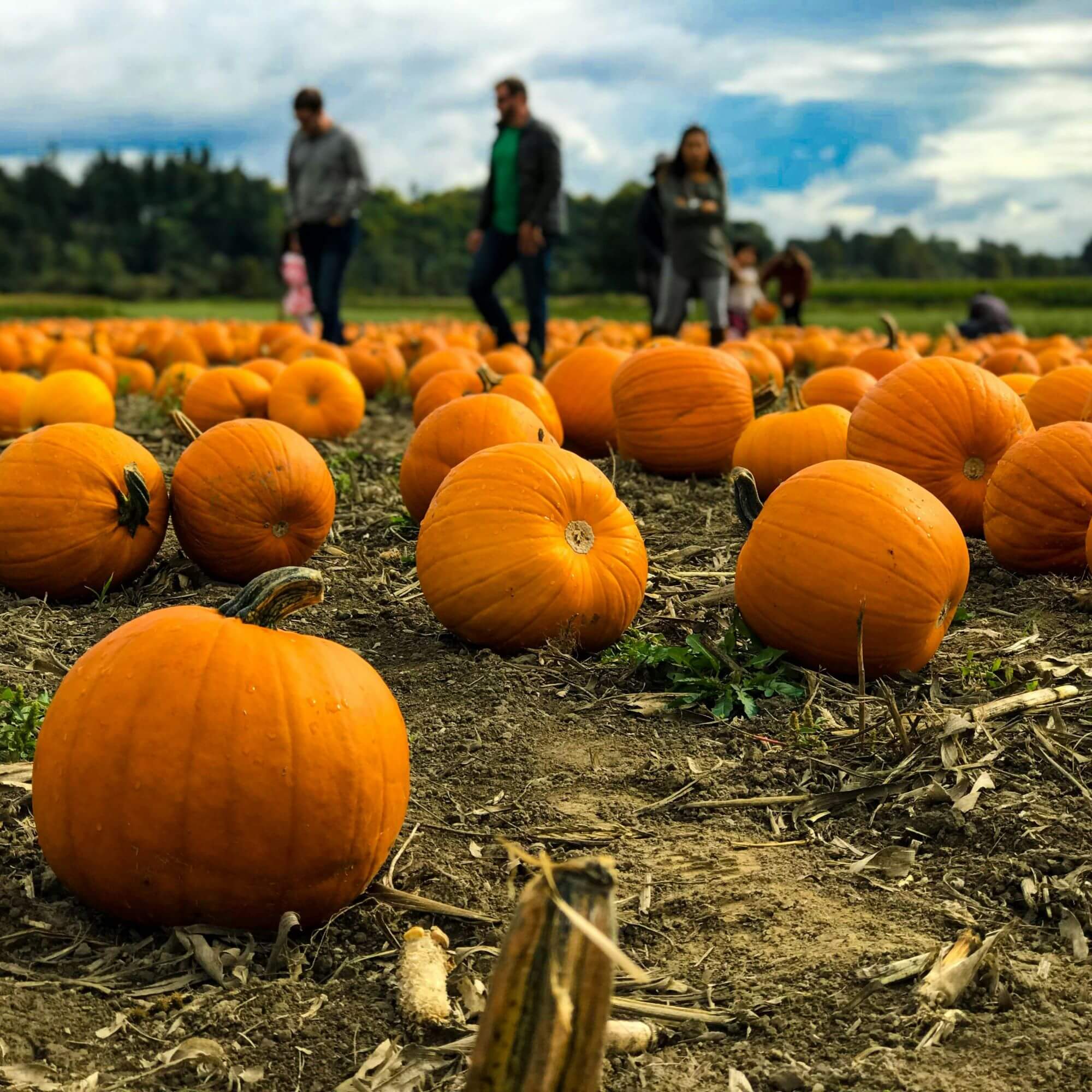 Image from Unsplash for the animal-friendly fall activities article