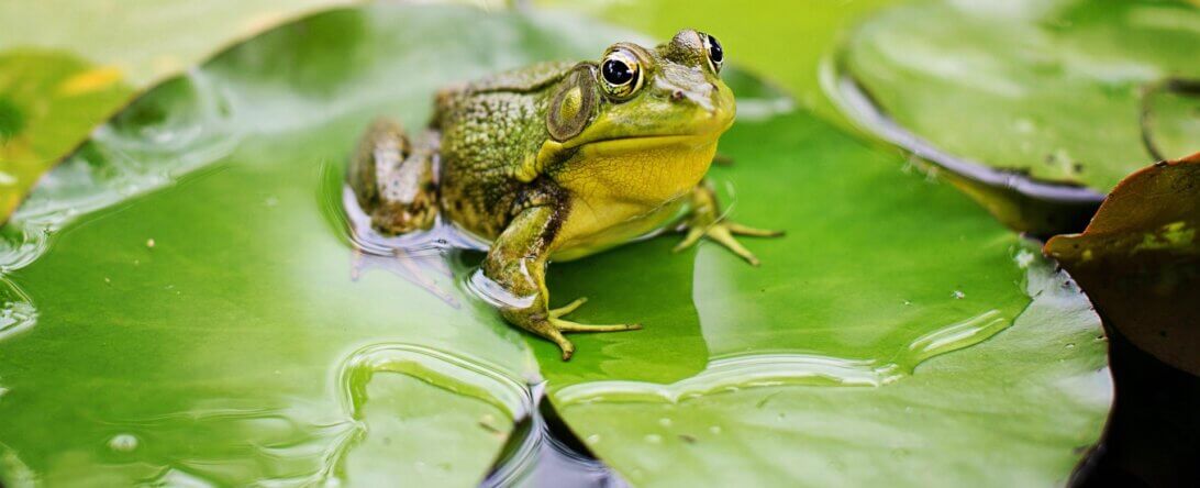 dissection, frog, nature, pond