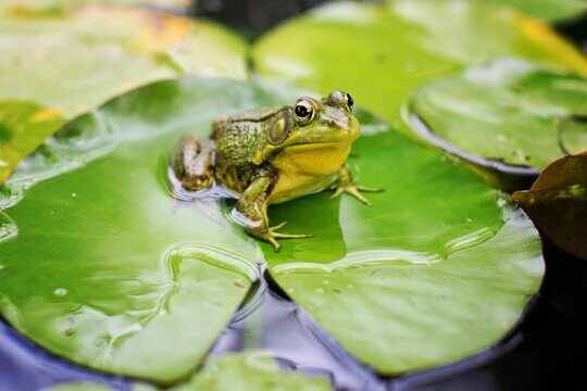 dissection, frog, nature, pond