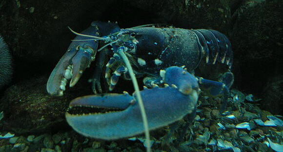 Image of a lobster for the lobsters article