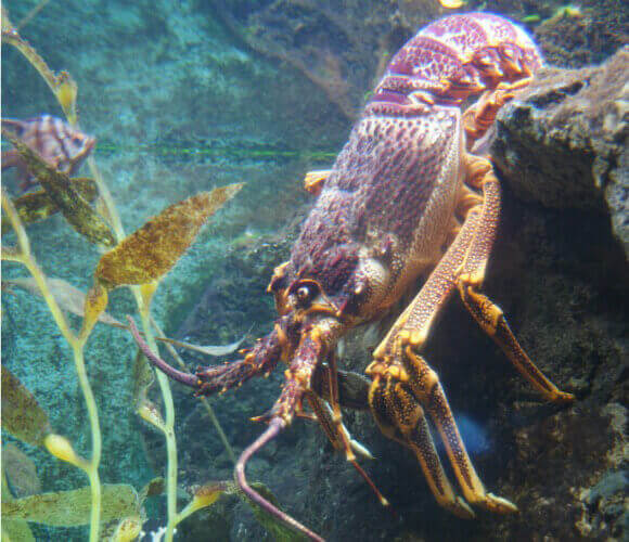 Image of a lobster for the lobsters article