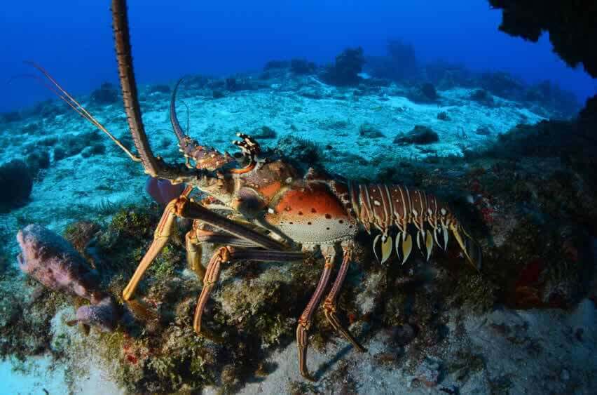 Image of a lobster for the lobsters article