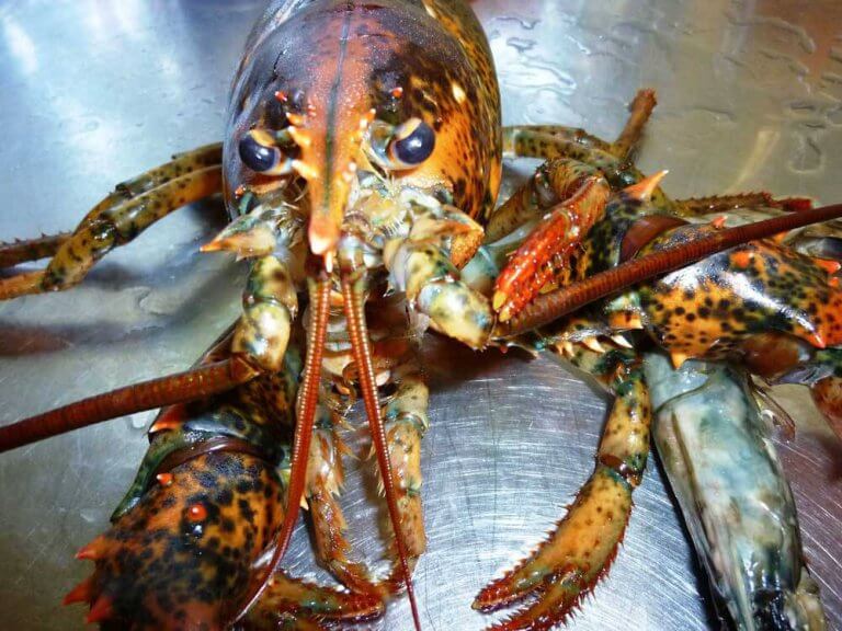 PETA-owned image of a lobster for the lobsters article