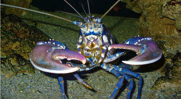 Image of a lobster for the lobsters article