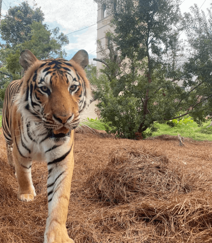 Image for the louisiana tiger football mission