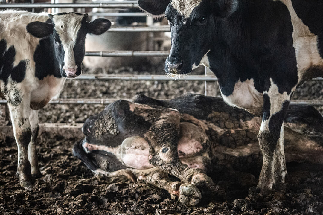 A sick dairy cow lying in a filthy barn. Taiwan, 2019. Jo-Anne McArthur / We Animals