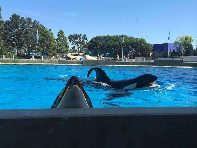 Collapsed-Dorsal-Orcas-SeaWorld