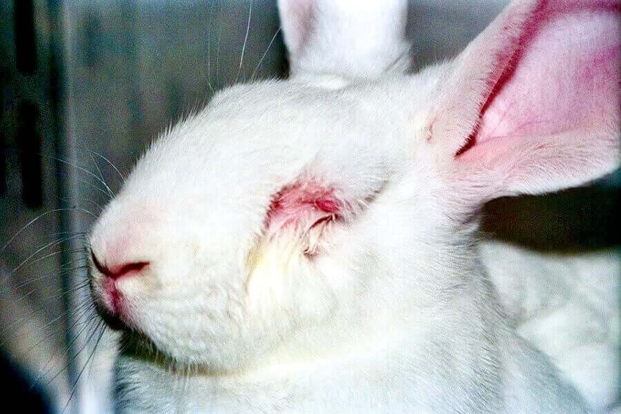 Rabbit-Animal-Testing-Edited-PO-VS