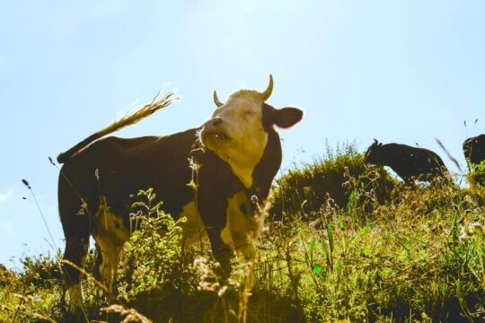 Happy brown and white cow in the grass