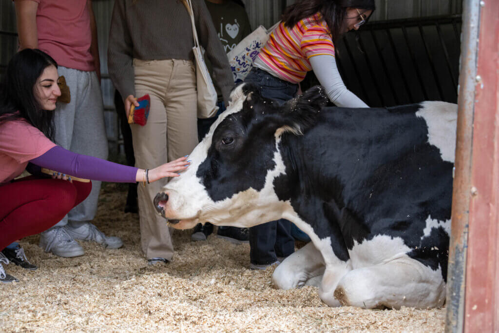 sanctuary, teens, cow