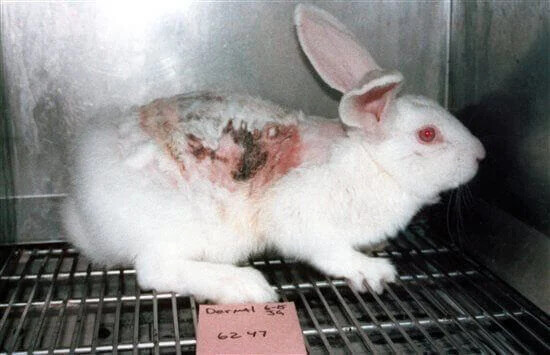 PETA-owned image for the MAC Cosmetics article